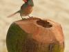 cardinal-coconut-0145