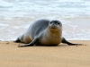 Monk Seal-8798
