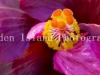hibiscus-3511-2