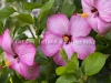 hibiscus-3938
