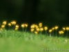 Little Yellow Fowers_9673