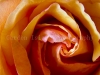 Rose-1529
