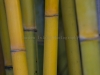 Bamboo-9872