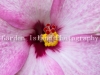 hibiscus-3941-2