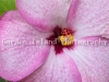 hibiscus-3941