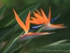 Bird of Paradise 6558