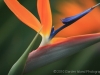 Bird of Paradise 6560