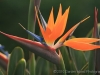 Bird of Paradise 6582_1