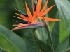 Bird of Paradise 9365