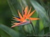 Bird of Paradise 9374