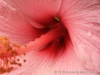 Hibiscus Detail 8537