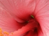 Hibiscus Detail 8539