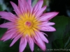 Water Lilly 0377_1