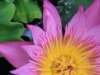 Water Lilly 0381_1