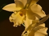 Yellow Orchid1919_1