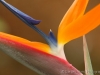 Bird of Paradise_6602