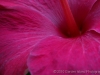 Hibiscus_8147_1