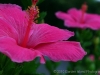 Hibiscus 8149