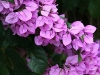 Bougainvillea 8994_1