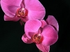 Lavender Orchid 5101