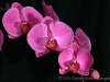 Lavender Orchid 5119