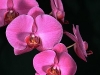 Lavender Orchid 5134