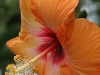 Orange Hibiscus 0186