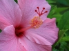 Pink Hibiscus 3972