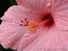 Pink Hibiscus 8490