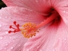 Pink Hibiscus 8496