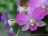 Purple Orchid 1446