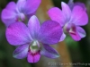 Purple Orchid 1451