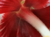 Red & White Hibiscus 7732