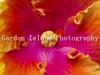 Hibiscus -3467