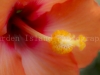 Hibiscus 1064