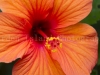 Hibiscus 0489